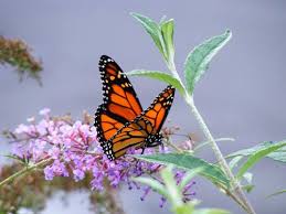 33 Soaring Butterfly Wallpapers You Can T Resist In 2020 Butterfly Wallpaper Monarch Butterfly Butterfly