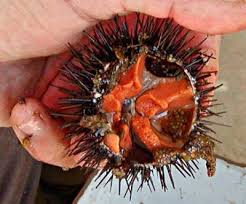Maybe you would like to learn more about one of these? 52 Sea Urchin Ideas Sea Urchin Urchin Food