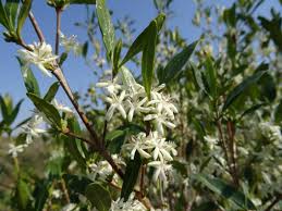 Image result for Coffea racemosa