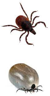 But some ticks transmit bacteria that cause illnesses, including lyme disease and rocky mountain spotted fever. Ticks Ticks And More Ticks How To Protect Yourself Harpswell Heritage Land Trust