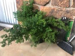 Image result for Asparagus macowanii