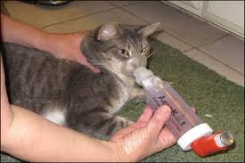 Homeopathic remedies, prescribed by a veterinarian trained in the modality, can help cats with aching joints. A Few Natural Remedies For Cat Asthma You Can Try