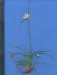 Image result for Cyperus margaritaceus