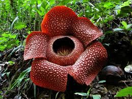 10 Corpse Flower Facts Twhy It Is So Stinky Flower Glossary