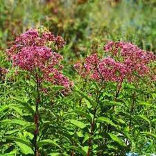 Best Garden Flowers For Color All Summer Summer Flowers To Plant Flower Garden Amazing Gardens