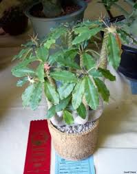 Image result for Dorstenia cuspidata