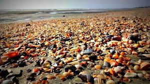 Beautiful Shells At Low Tide In Folly Beach Sc Photo By Alynn B Photography Folly Beach Photo Photography