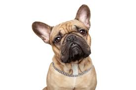 Leather collar french bulldog dog collar real leather collar rivets. Top 12 Collars For French Bulldogs In 2020 French Bulldog Breed
