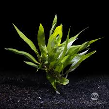 Image result for Hygrophila schulli