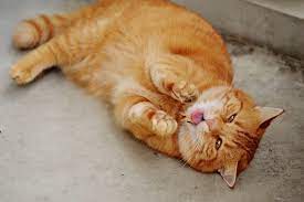 Bueno, estoy aquí para decirte que dejar que tus gatos jueguen con los juguetes para gatos del ipad es lo más divertido que vas a tener este mes. 7 Juegos Para Gatos Para Ipad Y Android Juegos Tradicionales