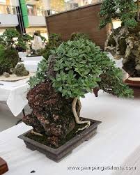 Ficus Nana Bonsai Rock Clasping With Images Bonsai Tree Bonsai Bonsai Garden