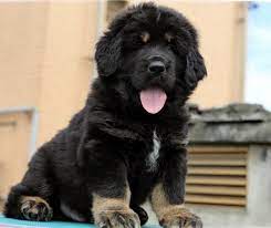 Dog And Dilf Of The Week 26 Mastiff Puppies For Sale Tibetan Mastiff Puppy Mastiff Puppies