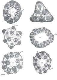 Image result for Kyllinga sphaerocephala