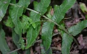 Image result for Ampelopteris