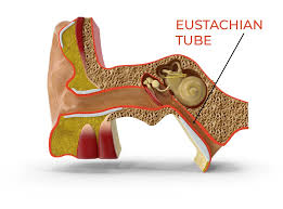 Image result for Eustachian Tube Dysfunction
