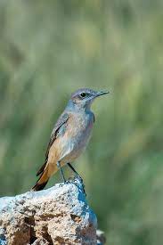 kizilca iran kuyrukkakani ebird
