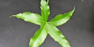 Image result for Cussonia sessilis