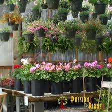 Vivaio mondo piante | vendita piante online per casa e giardino. Mondo Piante Sviluppo E Commerce Vivaio Online Seo Digital Strategy