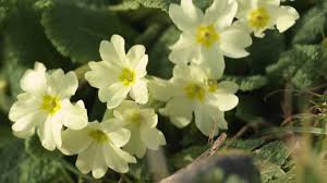 How often do you eat flowers? Are Primroses The Perfect Spring Flower They Love The Damp And Are Good To Eat Too