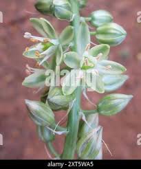 Image result for Albuca virens