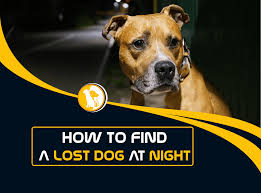 Search pets reported as found and take the following steps to find your missing animal. How To Find A Lost Dog At Night