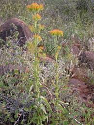 Image result for Kalanchoe lanceolata