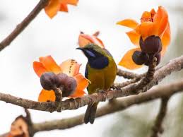 木棉樹開花之奇妙生態| 黃志俊| 獨立媒體