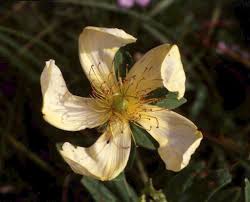 Image result for Hypericum scioanum