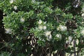 Image result for Maerua cafra