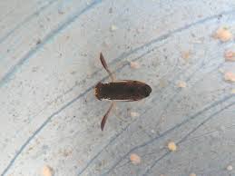 Image result for Corixidae