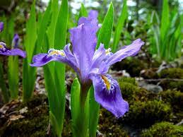 Iris Flower Adaptations Best Flower Wallpaper