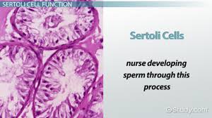 Food that you need to grow and stay healthy: Sertoli Cells Function Concept Video Lesson Transcript Study Com
