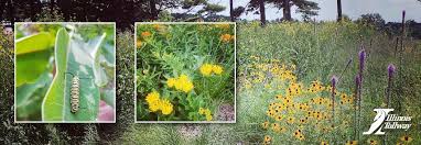 To attract native bees in late summer and fall, plant goldenrod and asters. Inside The Tollway Illinois Tollway