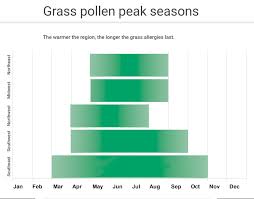 achoo its grass pollen allergy season lawnstarter