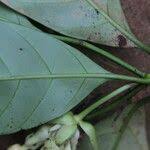 Image result for Voacanga bracteata