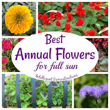 Best annual flowers for florida. 15 Best Annual Flowers For Full Sun Intelligent Domestications