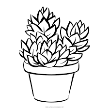 … starfish cactus flower, is the cacti plant of (stapelia grandiflora) the starfish cactus ,which is also known as the carrion flower. Succulent Coloring Page Ultra Coloring Pages