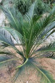 Image result for Macrozamia communis