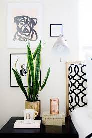 Snake plant illustrations & vectors. Snake Plants The Most Tolerant And Easy To Care For Succulents
