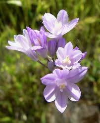 Image result for Dicoma capensis