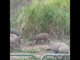 You'd need to walk 38 minutes to burn 138 calories. Wild Boar Spotted In Lor Halus Youtube