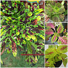 ڤوکوق أتي٢) merupakan sejenis pokok saka yang berasal dari kawasan tropika di afrika, asia, australia, hindia timur, kepulauan melayu dan filipina. Buy Muoplants Anak Pokok Ati Ati B09 B12 Seetracker Malaysia