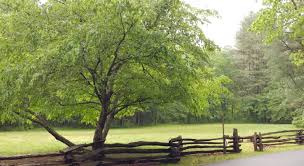 It lies just four miles west. Davidson River Campground Pisgah Campgrounds