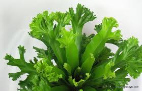 Image result for Asplenium dregeanum