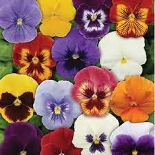 Panola Xp Mixture Pansy Pansies Panola Plants