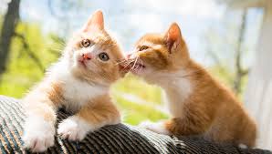 Male cat names even male cats are manly creatures, so don't give your male buddy a girly name. Naming Your Orange Cat Name Ideas For Cats With Orange Or Red Haircoats