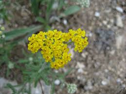 Image result for Pteronia acuminata