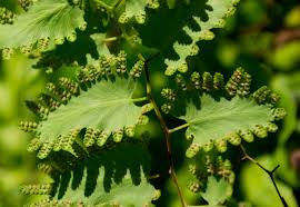 Image result for Lygodium microphyllum