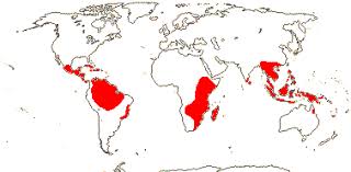 Image result for Metteniusaceae