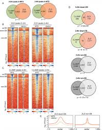 The circuit is shown in the figure below with the corresponding spice net list. Clamp And Zelda Function Together As Pioneer Transcription Factors To Promote Drosophila Zygotic Genome Activation Biorxiv